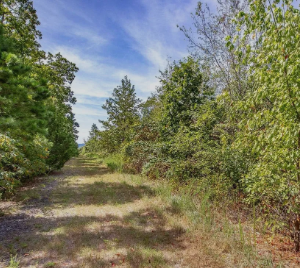 Walk to the Lake! *Van Buren County Arkansas!-Power at the Property- Road Frontage* APN 4300-06028-0000