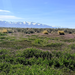 1.13 Acre Ranch Lot in Spring Creek -Elko Nevada* Road Frontage* Spectacular Views* Power* $8,495.00 Sale Price * $595.00 Deposit * $245.00 a month APN: 031-017-019