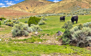 Discover wide-open Nevada living on this 124-acre high-desert ranch in Antelope Valley, Pershing County. The property is made up of three 40.57-acre parcels, with two parcels adjoining and a third positioned side-adjacent, offering a versatile layout for ranching, recreation, privacy, or future planning. APN : 015-300-11 and 015-300-10 / 015-300-13(3 parcels)