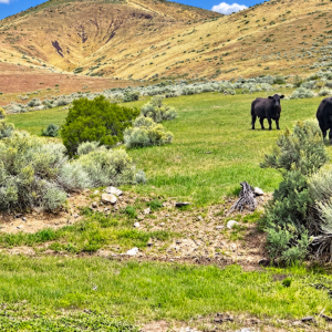 Discover wide-open Nevada living on this 124-acre high-desert ranch in Antelope Valley, Pershing County. The property is made up of three 40.57-acre parcels, with two parcels adjoining and a third positioned side-adjacent, offering a versatile layout for ranching, recreation, privacy, or future planning. APN : 015-300-11 and 015-300-10 / 015-300-13(3 parcels)