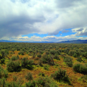 Welcome to Fallon Nevada (Churchill County) & 80 Acres surrounded by BLM Land! Amazing road access and your next home in Nevada! APN: 009-371-70