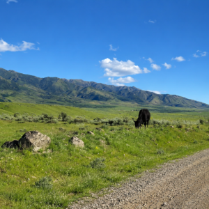 1.55 Acres with Power on the Property | Humboldt River Ranch | Breathtaking Mountain Views! APN: 010-543-12