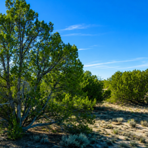 Immerse yourself in the breathtaking beauty of wide-open spaces with this exceptional 40-acre property located in the heart of Apache County, Arizona. APN: 205-27-070