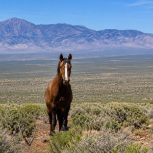 Own your own piece of the American West! This incredible 210-acre property, comprised of a 160-acre parcel and an adjoining 50-acre parcel (APN 009-370-03), offers a rare opportunity to own a massive stretch of Northern Nevada surrounded by thousands of acres of Bureau of Land Management (BLM) land. If you've been searching for privacy, breathtaking scenery, abundant wildlife, and limitless possibilities, this is the property you've been waiting for. APN 009-370-02