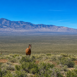 Own your own piece of the American West! This incredible 210-acre property, comprised of a 160-acre parcel and an adjoining 50-acre parcel (APN 009-370-03), offers a rare opportunity to own a massive stretch of Northern Nevada surrounded by thousands of acres of Bureau of Land Management (BLM) land. If you've been searching for privacy, breathtaking scenery, abundant wildlife, and limitless possibilities, this is the property you've been waiting for. APN 009-370-02