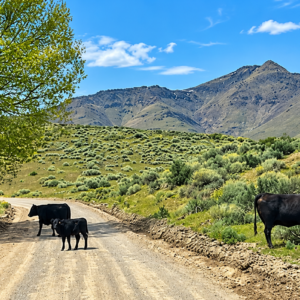 Discover wide-open Nevada living on this 124-acre high-desert ranch in Antelope Valley, Pershing County. The property is made up of three 40.57-acre parcels, with two parcels adjoining and a third positioned side-adjacent, offering a versatile layout for ranching, recreation, privacy, or future planning. APN : 015-300-11 and 015-300-10 / 015-300-13(3 parcels)