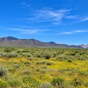 Discover nearly 39.96 acres of wide-open Nevada freedom in beautiful Antelope Valley. This 39.96-acre parcel in Pershing County offers the combination buyers look for most: surveyed acreage, excellent access, privacy, and sweeping mountain and valley views in every direction.  APN 015-220-13