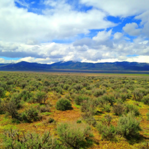Welcome to Fallon Nevada (Churchill County) & 80 Acres surrounded by BLM Land! Amazing road access and your next home in Nevada! APN: 009-371-70