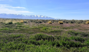 1.13 Acre Ranch Lot in Spring Creek, Elko, Nevada – Road Frontage, Spectacular Views, Power