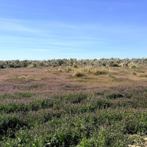 1.13 Acre Ranch Lot in Spring Creek, Elko, Nevada – Road Frontage, Spectacular Views, Power