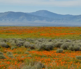 124 Acre Ranch in Antelope Valley, Lovelock, NV – 3 APNs, Exceptional Access, BLM Connectivity