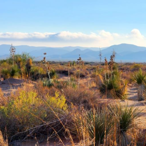El Paso Texas .50 Acres with road access mineral and oil rights! Incredible 0.5-acre high-desert paradise! Nestled in a highly sought-after, unincorporated zone with absolutely no county zoning, zero HOA restrictions, and no building inspections, this parcel gives you 100% complete autonomy to shape your land exactly as you wish.