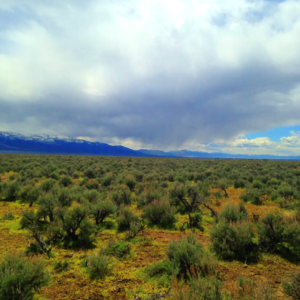 Welcome to Fallon Nevada (Churchill County) & 80 Acres surrounded by BLM Land! Amazing road access and your next home in Nevada! APN: 009-371-70