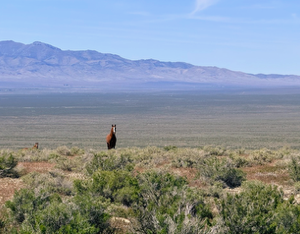 210 Acres in Pershing County, NV – Summit Spring / Buffalo Mountain, Surrounded by BLM, Road Access, Yearly Ponds and Creek