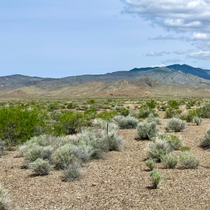 Welcome to Fallon Nevada (Churchill County) & 80 Acres surrounded by BLM Land! Amazing road access and your next home in Nevada! APN: 009-371-70