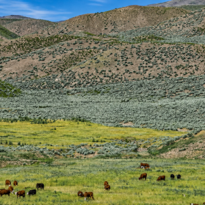 34 Acres in Beautiful Eureka, Nevada! Professionally surveyed and ready for your dream home, private getaway, or investment. Enjoy mountain views, wide-open space, and endless Nevada skies APN: 005-460-06